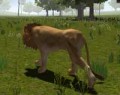 Wild Life Lion